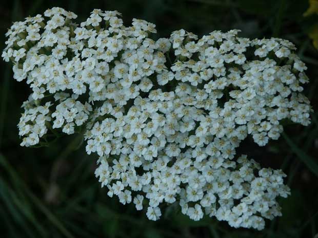Hajdučica - Achillea Millefolium