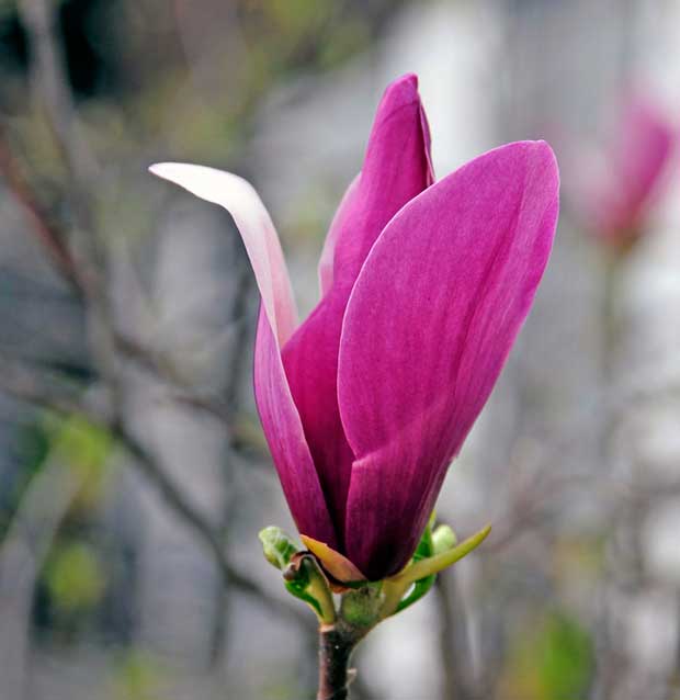 Magnolija - Sunčeva trpeza